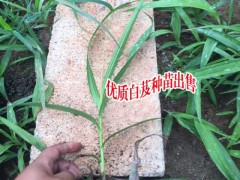 白芨價(jià)格_白芨種植前景圖2