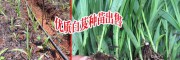 楚雄白芨基地肥料預(yù)算分析_楚雄白芨種植需投入多少元?