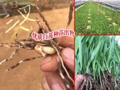 白芨種苗多少錢一公斤_白芨多少錢一苗- 白芨苗多少錢?圖3