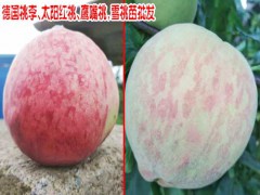 風(fēng)花雪月大理桃花開了_圖2