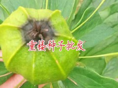 重樓畝產(chǎn)種子40-200公斤_重樓畝產(chǎn)種子多少?圖3