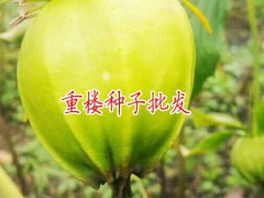 重樓畝產(chǎn)種子40-200公斤_重樓畝產(chǎn)種子多少?圖2