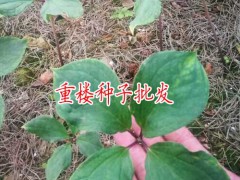 　重樓種子種植技術(shù)_重樓種子技術(shù)_重樓種子催芽技術(shù)圖3