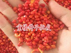 重樓種子催芽技術(shù)圖2