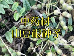 山豆根一斤種子有多少粒_山豆根種子圖3