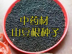 山豆根種子圖片_山豆根畝產(chǎn)量是多少?圖2