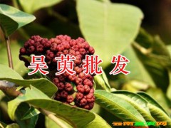 云南吳萸收購商，吳萸藥材批發(fā)&祿勸土荊芥收購銷售圖3