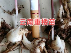 昭通,昆明滇重樓苗多少錢一株?滇重樓苗多少一株?圖2