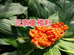 昭通,昆明滇重樓苗多少錢一株?滇重樓苗多少一株?圖3