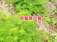 含羞草的幼苗_含羞草幼苗_含羞草幼苗期圖2