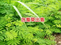 含羞草的幼苗_含羞草幼苗_含羞草幼苗期圖3