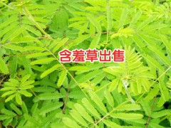 含羞草苗幼苗培養(yǎng)方法_含羞草花花苗價(jià)格圖2