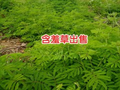 含羞草苗幼苗培養(yǎng)方法_含羞草花花苗價(jià)格圖3