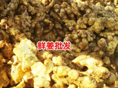 9.26產(chǎn)區(qū)姜價(jià)早交易價(jià)格在多少?圖2