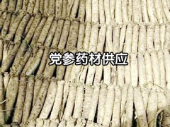 云南黨參圖片_云南大理哪兒有黨參_云南黨參藥用價值圖2