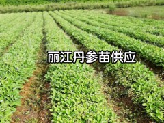 云南丹參苗圖_丹參苗產(chǎn)地-云南麗江玉龍縣中藥材種植戶圖2