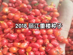 一年生白芨苗，白芨所屬品種均為紫花三叉大白芨圖3