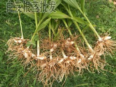 白芨什么功效_小白芨功效是什么？圖3