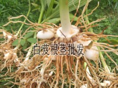 白芨多少錢_中藥白芨多少錢一斤_白芨多少錢一斤圖2