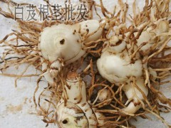 白芨能賣多少錢一斤?_白芨種子多少錢一斤?_白芨畝產(chǎn)多少公斤圖2