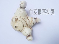 白芨成品苗價格_白芨的成品價格_成品白芨價格圖3