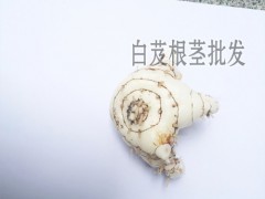 白芨干貨一斤多少錢?_ 白芨畝產(chǎn)多少斤干貨-圖2