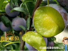 陽(yáng)光果園優(yōu)質(zhì)脆李種苗推介信息圖1