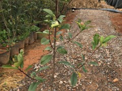 昆明市宜良縣苗木種植園圖2