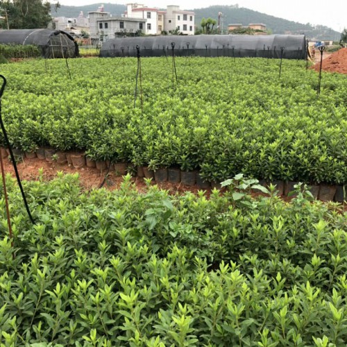 云南毛鵑樹種植技術(shù)_毛鵑苗種植特點-