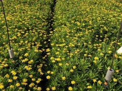 木春菊地苗客服是多少?_昆明市宜良縣苗木種植園圖3