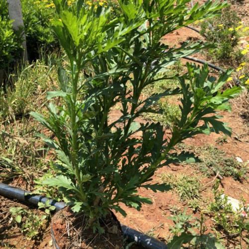 木春菊種苗銷(xiāo)售_云南苗圃那家有木春菊_木春菊袋裝小苗價(jià)格