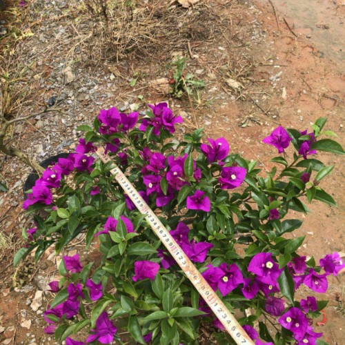 昆明三角梅種植基地_昆明宜良三角梅公園_云南昆明三角梅報價