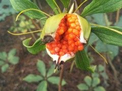 七葉一枝花種子繁殖技術(shù)_ 七葉一枝花種子催芽技術(shù)圖3