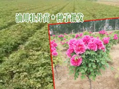 今日油用牡丹種子價格_油用牡丹種植技術(shù)指導(dǎo)圖3