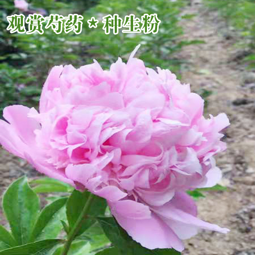 芍藥苗價(jià)格_一棵芍藥花種苗批發(fā)價(jià)格表-