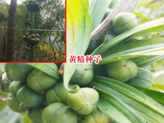 云南昆明市官渡區(qū)黃精種苗多少錢?圖2