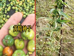 云南昆明市官渡區(qū)黃精種苗多少錢?圖3