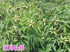 哪里的油用牡丹是產量高、含油量高_圖1