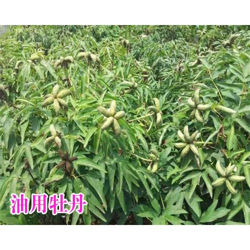 哪里的油用牡丹是產(chǎn)量高、含油量高_(dá)