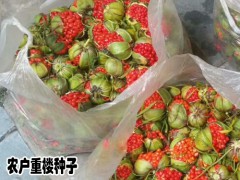 重樓種子圖片_重樓如何用沙土催芽(方法)圖3