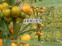 黃精種子價(jià)格_昆明黃精種子多少錢?圖3