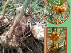 昆明市祿勸縣九龍鄉(xiāng)滇黃精種植基地圖3