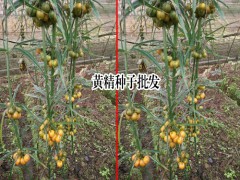 種黃精賺錢(qián)嗎_昆明市祿勸縣九龍鄉(xiāng)滇黃精種植基圖1