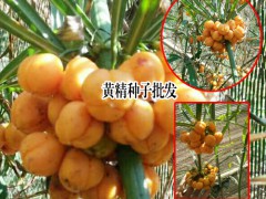 黃精種子價(jià)格_成熟黃精種子圖3