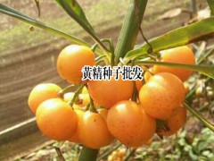 黃精種子什么時(shí)候成熟圖3