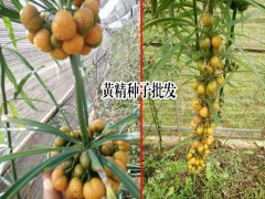 黃精種子砂藏方法圖2