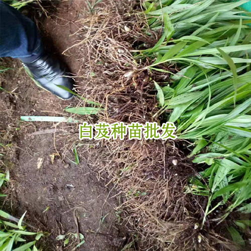 白芨價(jià)格表_會澤縣思農(nóng)種植有限公司白芨直播苗