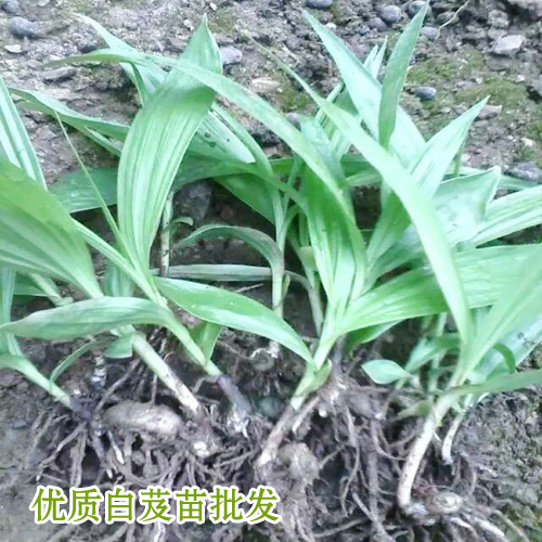 河南白芨種苗價格_15924791418