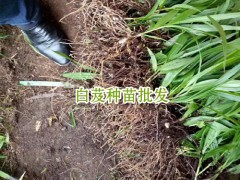 高產(chǎn)白芨能達多少?_會澤縣思農(nóng)種植有限公司圖3