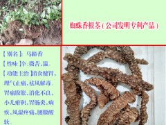 貴州蜘蛛香光貨價(jià)格_蜘蛛香毛貨價(jià)格-云南蜘蛛香苗公司圖2